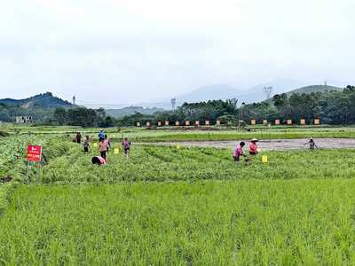 從“貧困村”到“優(yōu)秀試點(diǎn)村” 玉林市鄉(xiāng)村振興的蝶變之路